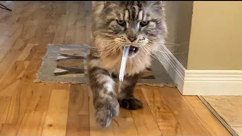 Video 11327251: mainecoon cat kitten, cat pets love, tiny cat