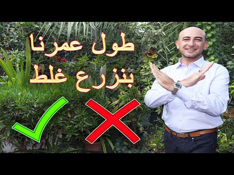 فيديو: راوند. زراعة ورعاية