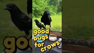 How To Befriend Crows - Day47