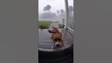 Tornado Snatches Dog and Hurls It Into the Air! #wildlife #entertainment