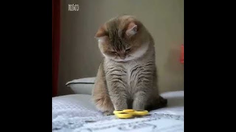 cat with fidget spinner/Every one must watch