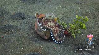 Angry Octopus Attacks Diver's Pressure Gauge