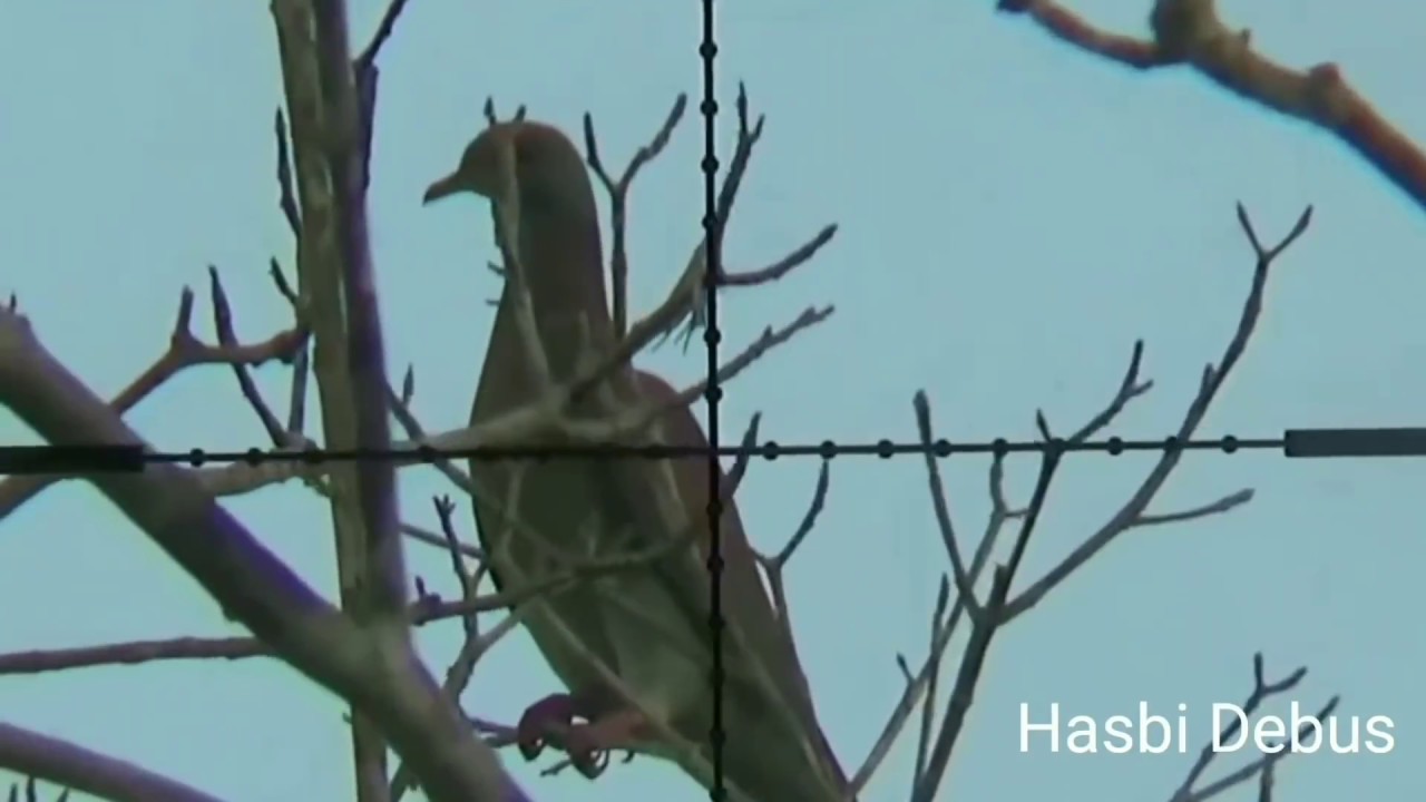 Menembak Burung Punai.one shoot one kill 