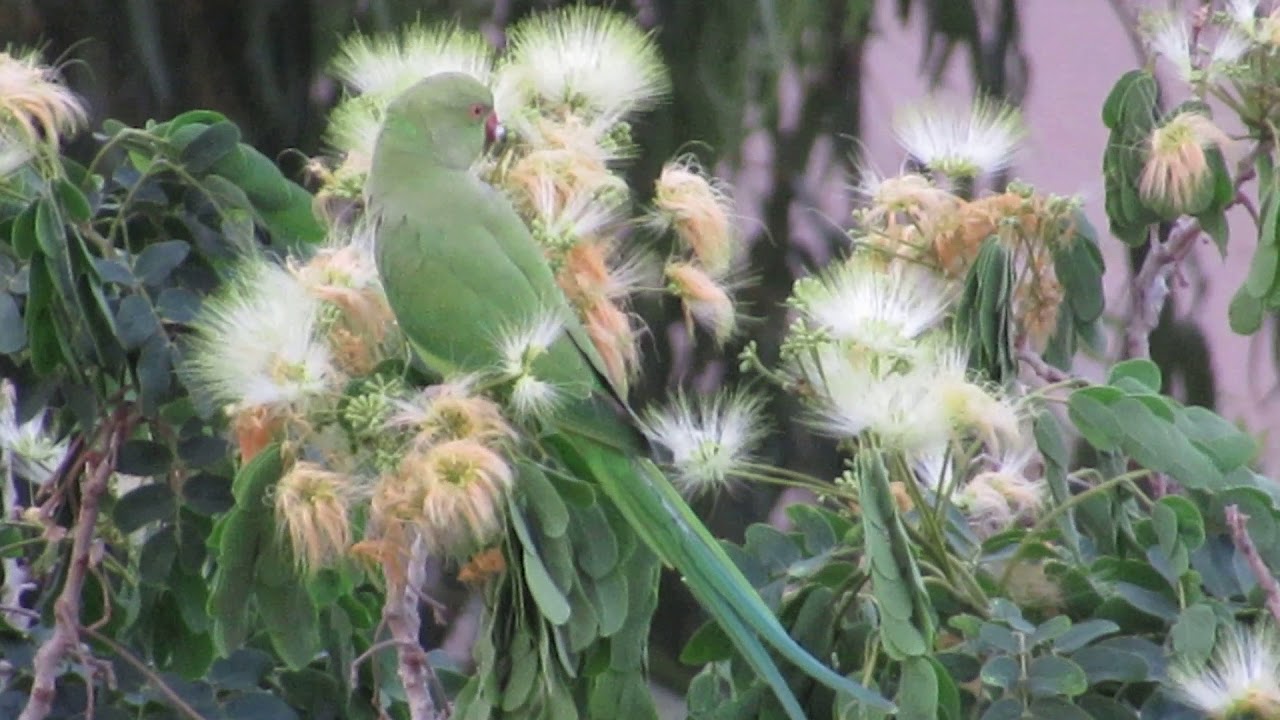 Попугаи в израиле Попугаи в израиле