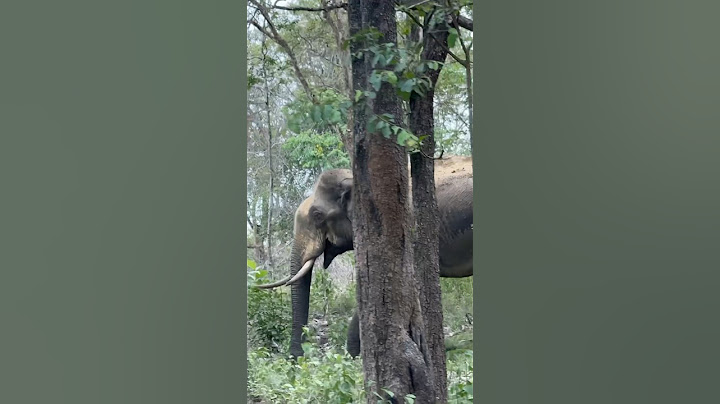 Komban 😮‍💨 full video posted 🐘 #wayanadvlogs #wayanad #kerala