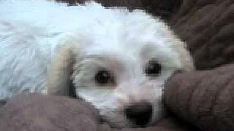 Video of adoptable pet named Robin Buckman