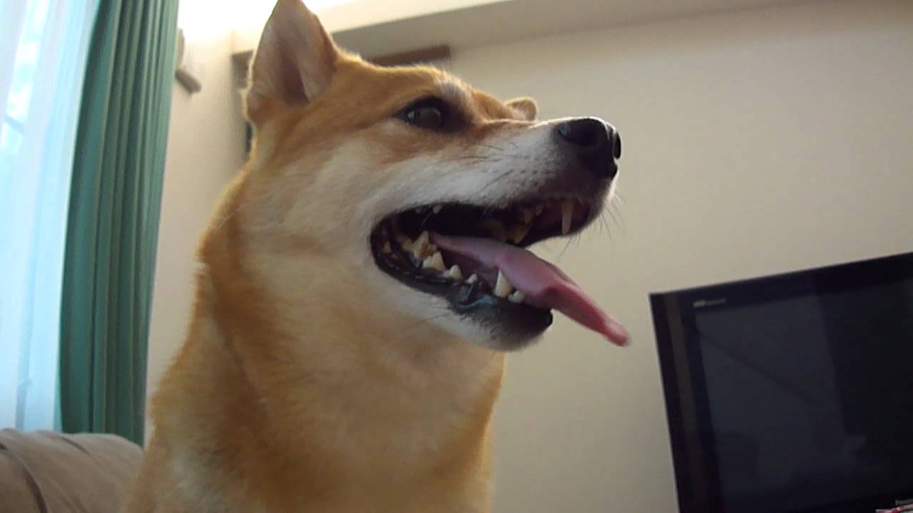 柴犬モモちゃん 雷が怖い その２ Youtube
