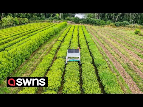 England's only tea plantation has showcased the world's first ROBOTIC tea harvester | SWNS