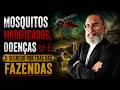 FAZENDAS DE MOSQUITO NO BRASIL? O QUE ESTÃO FAZENDO SEM VOCÊ PERCEBER | DR. ALEX ALVES