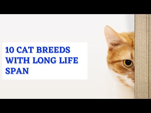 Video: American Domestic Cat Breed Hypoallergenic, Health And Life Span