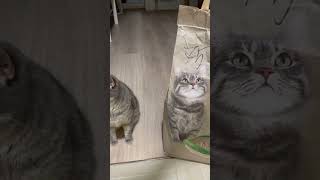 Cat Perfectly Matches the Cat on the Litter Pack