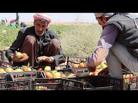 Inadequate employment conditions persist in Jordan’s agricultural sector