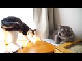 大はしゃぎてんちゃんと冷静ムッち