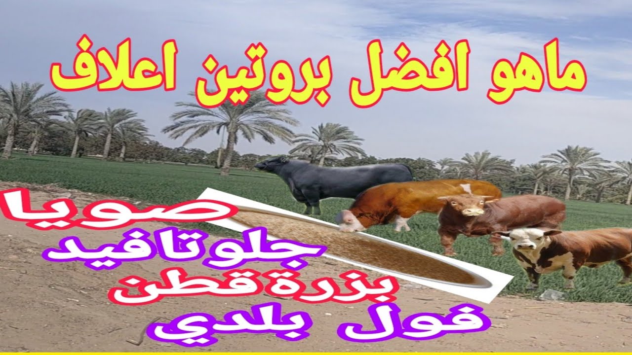 ماهو افضل بروتين اعلاف العجول. ( معدل البروتين.والطاقة.والاسعار.ورفع الأوزان).د/السيدالطوخي