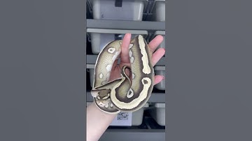1.0 Mojave Desert Ghost het Piebald #ballpythonbreeder #ballpythonmorphs #ballpython #desertghost