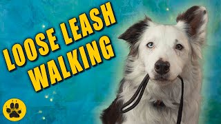 Loose Leash Walking Games (Border Collies)