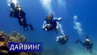 Дайвинг на Пхукете Цены Отзывы Авитип