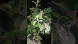 ഔഷധ ഗുണങ്ങൾ നിറഞ്ഞ കൃഷ്ണതുളസി #thulasikathir #medicine #youtubeshorts #youtube #pleasesubscribe