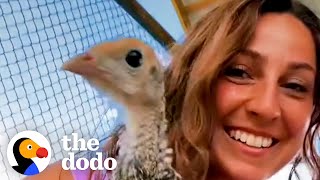 This Mystery Egg Contains The Cutest Little Fluff | The Dodo Wild Hearts