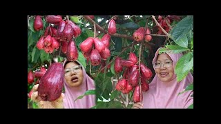 Panen semua BUAH JAMBU JAMAIKA langsung di petis