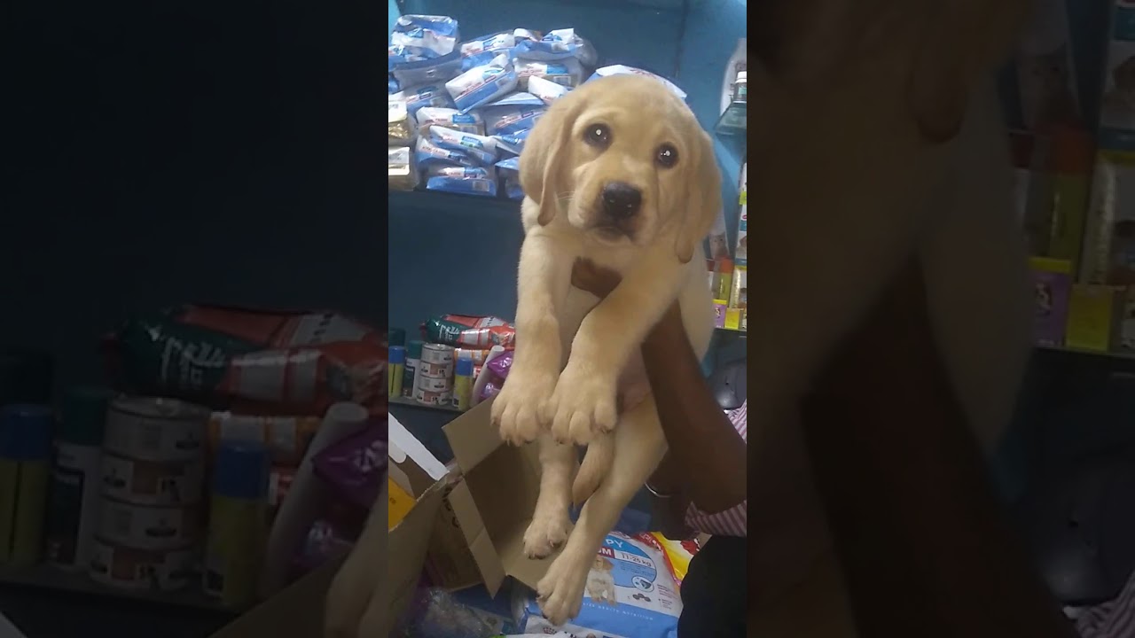 Labrador Puppy For Sale In Uttar Pradesh YouTube