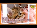 【ついに！】保護後初めて甘えるようにのどをゴロゴロ鳴らしてくれた　コンクリートの隙間から保護した子猫【子猫保護8日目】【#きじとら兄弟成長記録】さくらさんちゃんねる