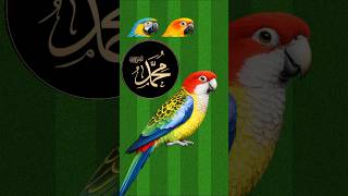 Jan Hazir Hai Mustafa ﷺ Ke Liye | Soulful Islamic Kalam | Beautiful Voice
