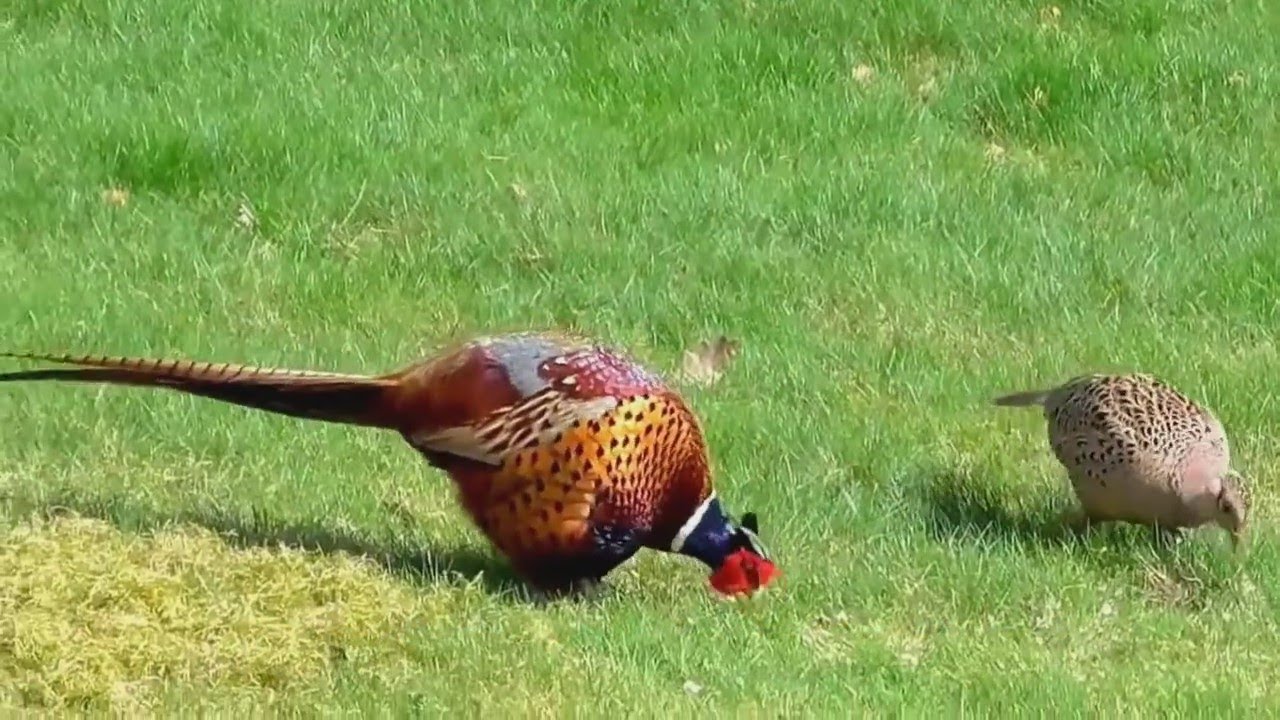 15  DISCORDANT COUPLES (SEXUAL DIMORPHISM)