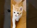 用事だけ伝えに来た猫 #猫動画 #子ネコ #ねこ
