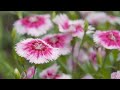 Live fully, feel deeply 🍂 Dopamine Hit ~ Lofi Hip Hop - Beats to Study / Work / Chill