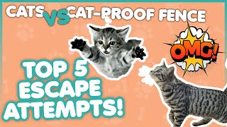 Cats VS CatProof Fence  Oscillot® Top 5 Escape Attempts