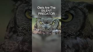 Owls Are the SILENT PREDATOR #owl #owls #birds #animals #wildlife