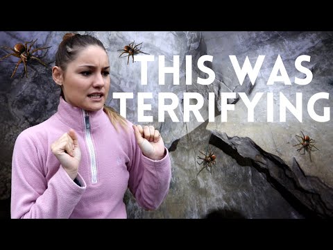 HUNDREDS of DEADLY spiders above us in CAVE in WALES No.108