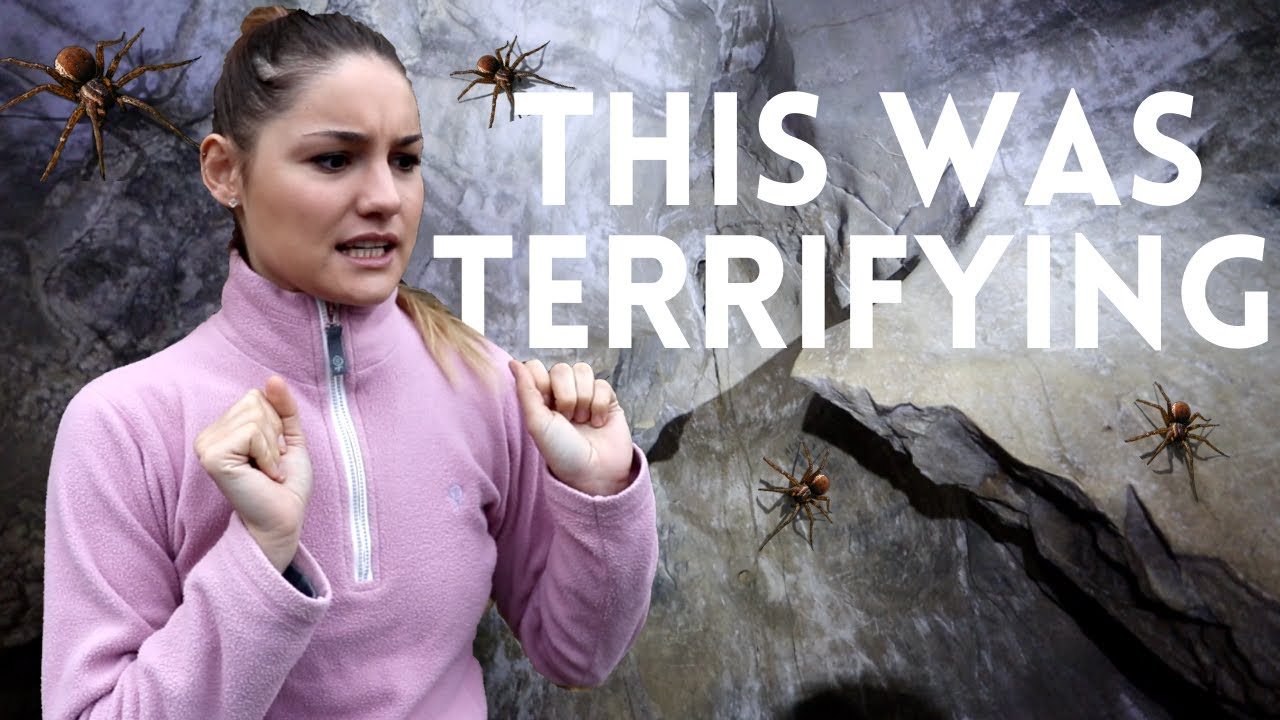 HUNDREDS of DEADLY spiders above us in CAVE in WALES No.108