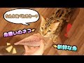 魚嫌いのロゼが遂に魚を食べた!!!!