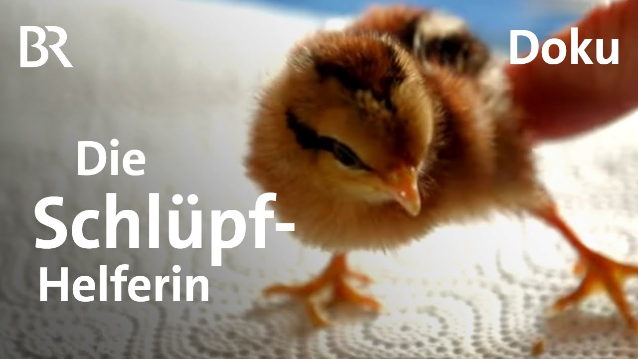 Brüterei in Oberndorf: Geburtshelferin für Küken | Zwischen Spessart und Karwendel | Doku | BR