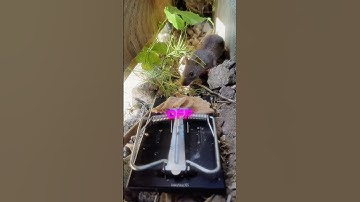 rats are high iq😳#joerogan