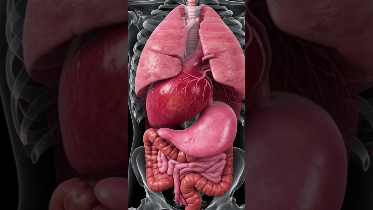 Explore the Dynamic Movements Inside Your Body in Motion 