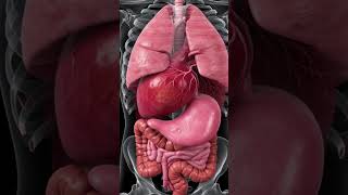 Explore the Dynamic Movements Inside Your Body in Motion #anatomy #meded #3danimation