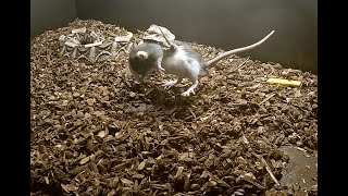 Female Gaboon Live Feeding 