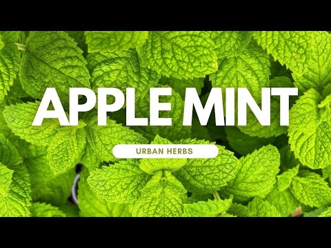 فيديو: Apple Mint Care - كيفية زراعة نبات Apple Mint Herb
