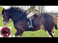 CHAMPIONSHIP! National Shire Horse Show in ENGLAND (Episode 10) Apollo The Shire