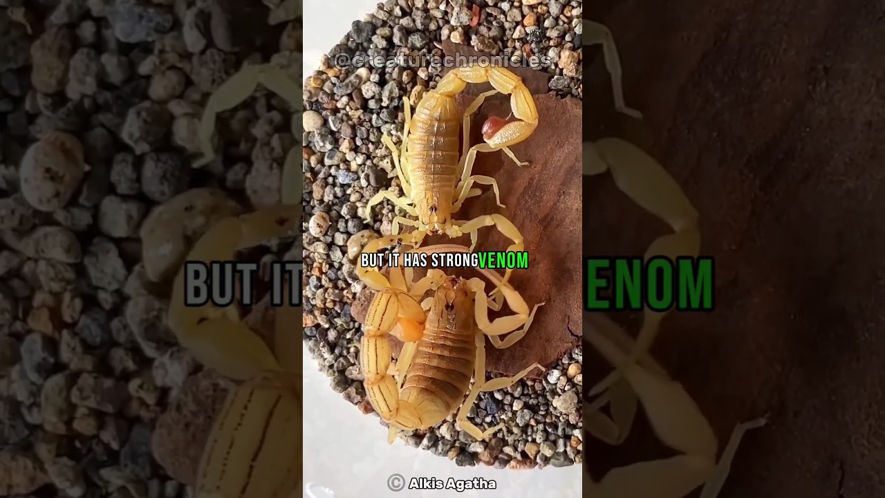 Ancient Predators That Existed Before Dinosaurs 🦕| Scorpions 🦂