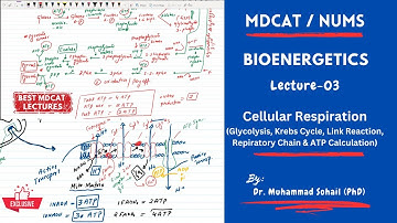 MDCAT | NUMS | Bioenergetics | Lecture-03 | Cellular Respiration (Complete Topic)