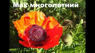 Мак многолетний (папавер) восточный 