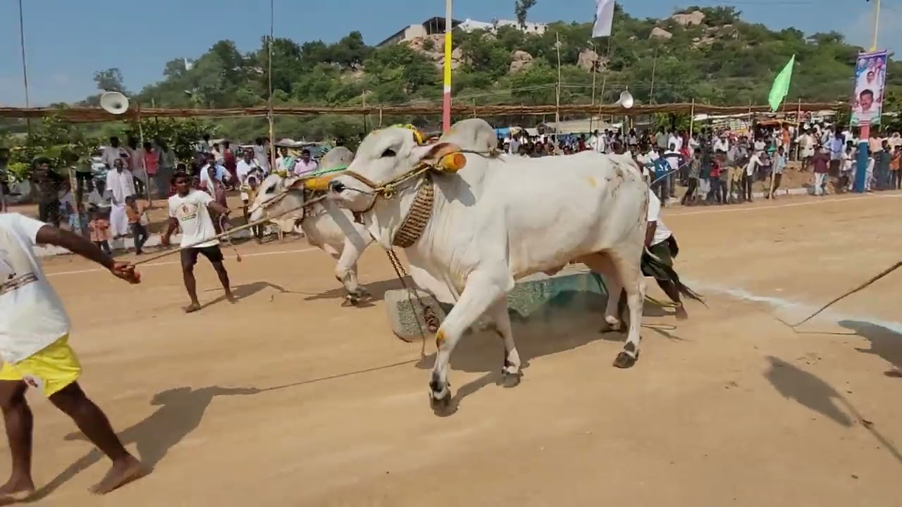 RK bulls vetapalem 6th teeth ....pagunta వెంకటాపురం గద్వాల