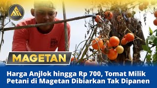 Harga Anjlok Hingga Rp 700, Tomat Milik Petani di Magetan Dibiarkan Tak Dipanen | MADIUN AE