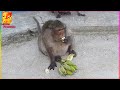 The monkey finished sleeping and then got up and walked around to eat a banana