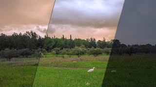 Morning Forest Rain - Timelapse