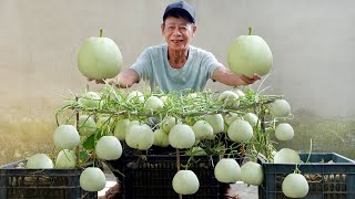 Instead Of Buying, I Grow Melons Myself And The Results Are Truly Surprising